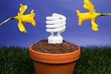 Energy saving light bulb planted