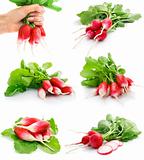 set of fresh red radish with green leaf