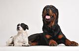 rottweiler and jack russel terrier