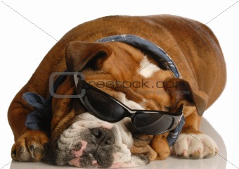 cool hound dog