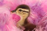 baby duck in pink feathers