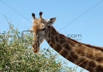 Female Giraffe in Africa 