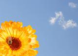 Marigold with Sky