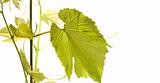 Grape vine with leaves on white 