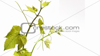 Vine with green grape leavesin white