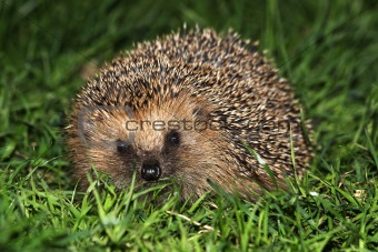 Hedgehog at night!