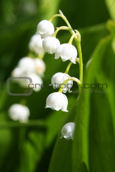 Convallaria majalis - commonly known as the Lily of the Valley or Lily-of-the-Valley