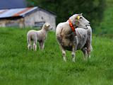 Sheep in the field in Norway