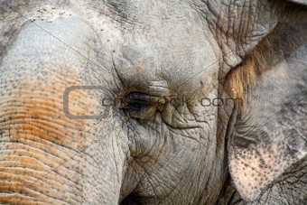 Closeup of an elephant