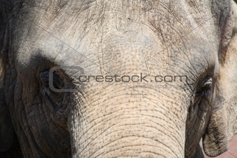 Closeup of an elephant