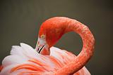 red flamingo in a park in Florida