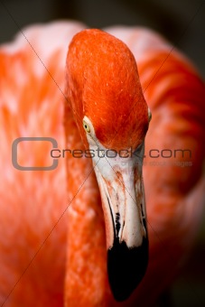 red flamingo in a park in Florida