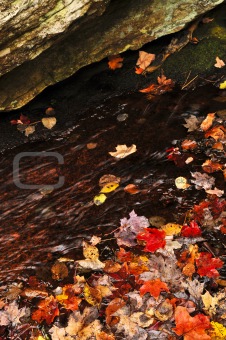 Autumn leaves in lake
