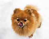 Dog - pomeranian in the snow
