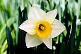 The daffodil blooming in spring