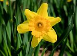 The daffodil blooming in spring