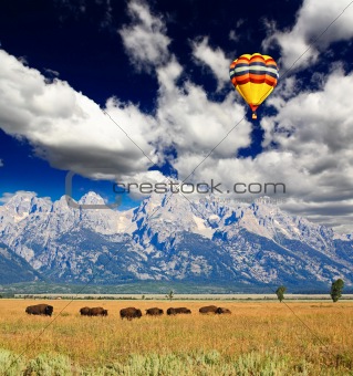 Bisons at the Antelope Flats in Grand Teton National Park