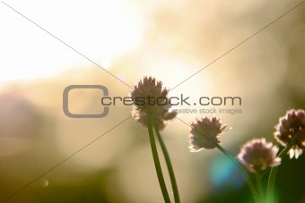 Closeup Of Wild Flowers