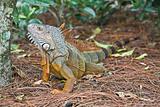 A wild iguana wandered around in a garden 