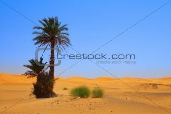 palm tree on Sahara desert