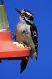 Downy Woodpecker On A Feeder
