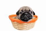 Pug puppy in basket.