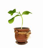 Small plant in a clay pot