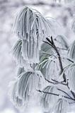 Frozen branch of pine.