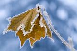 Frozen Leaf.