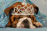 ugly dog wearing princess tiara