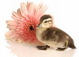 baby duck sitting beside gerbera daisy