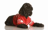 cocker spaniel puppy wearing football jersey