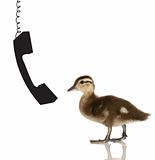 baby duck talking on the phone