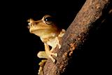 tree frog with hughe eyes staring into the night