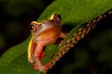 tree frog