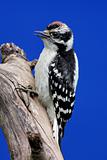 Juvenile Downy Woodpecker (Picoides pubescens)