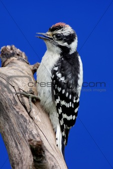 Juvenile Downy Woodpecker (Picoides pubescens)