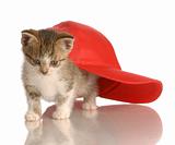 kitten playing under baseball cap