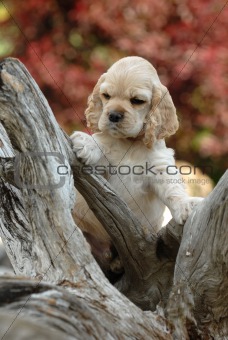 cocker spaniel puppy standing on wood