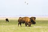  wild buffalos