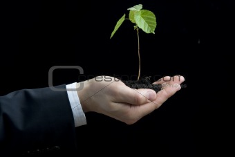 hand with plant as ecology concept