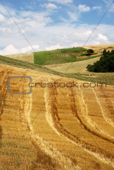 Lines in a field of straw