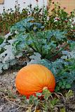 Pumpkin int he garden 