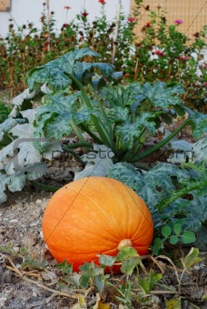 Pumpkin int he garden 