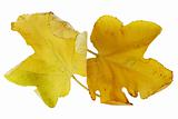 Pair of yellow autumn fig leaves