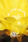 Little grasshoppers sitting on the petals of yellow echinopsis flower