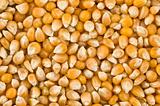 Background of corn kernels