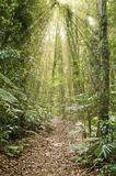 rays of light in the rainforest