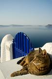 Cat on Gate in Santorini, Greece
