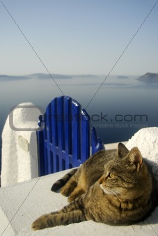 Cat on Gate in Santorini, Greece